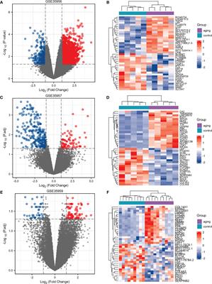 CD137 Regulates Bone Loss via the p53 Wnt/β-Catenin Signaling Pathways in Aged Mice